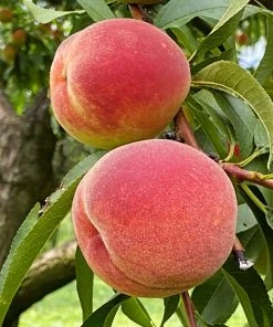 SN Peach Trees - Intrepid FRUIT COLLECTION