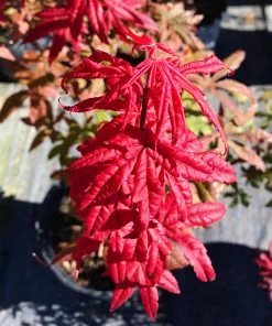 SN SHADE COLLECTION Maple - Japanese Red