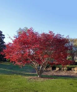 SN SHADE COLLECTION Maple - Japanese Red