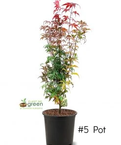 SN SHADE COLLECTION Maple - Japanese Red