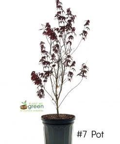 SN SHADE COLLECTION Maple - Japanese Red