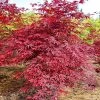 SN Maple - Japanese Emperor One