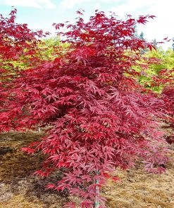 SN Maple - Japanese Emperor One