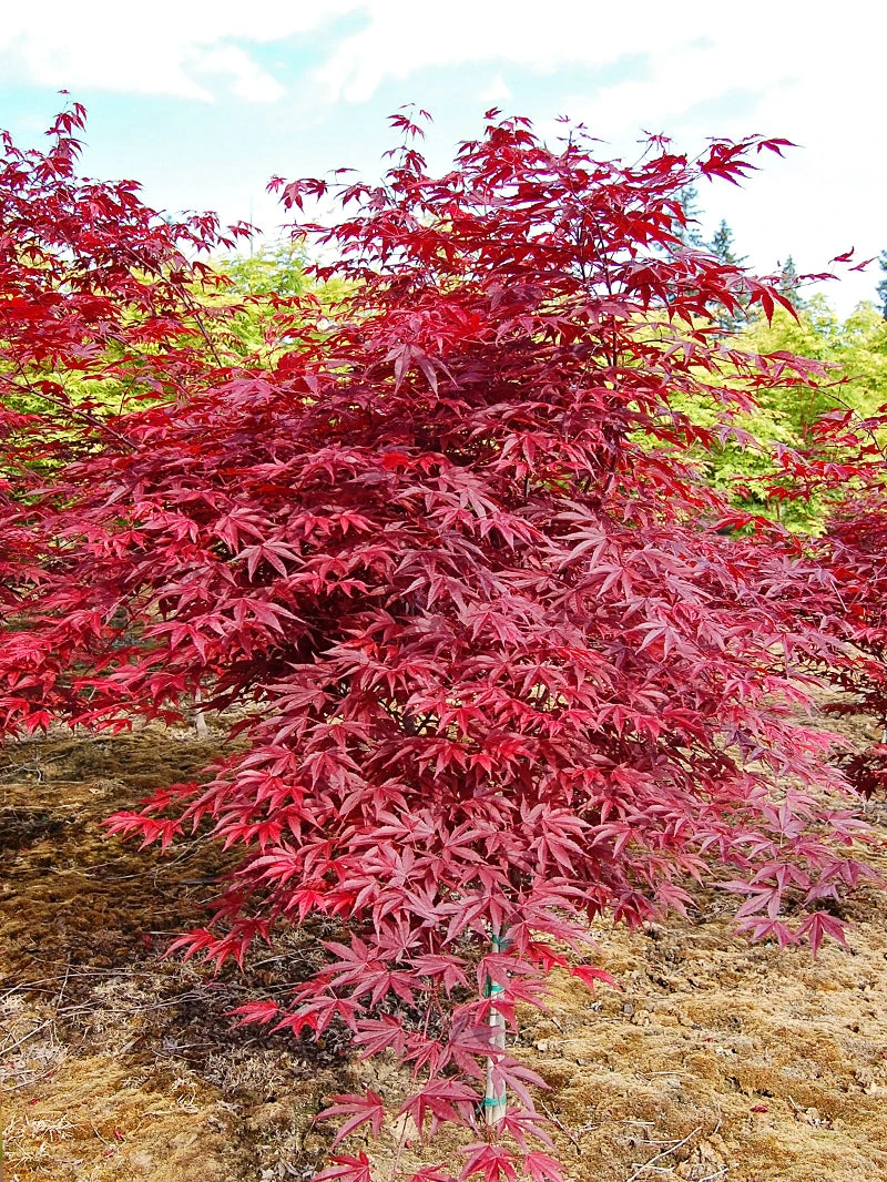 SN Maple - Japanese Emperor One