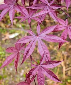 SN Maple - Japanese Emperor One