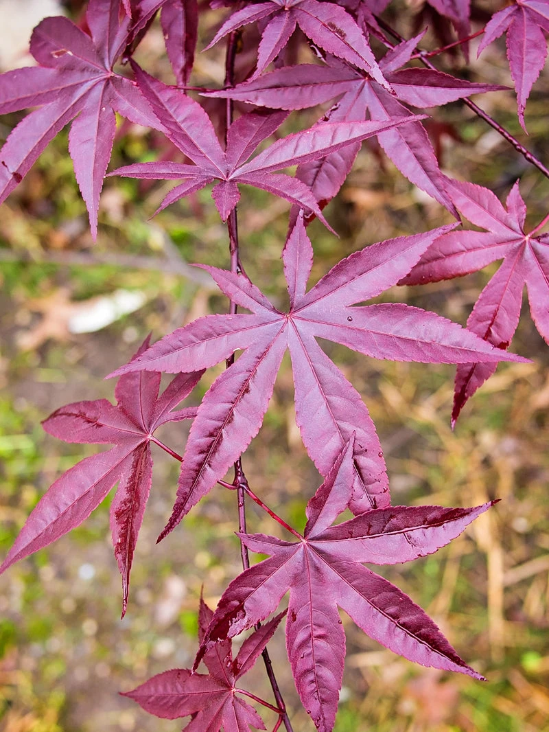 SN Maple - Japanese Emperor One