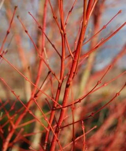 SN SHADE COLLECTION Maple - Japanese Sango Kaku