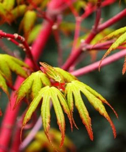 SN SHADE COLLECTION Maple - Japanese Sango Kaku