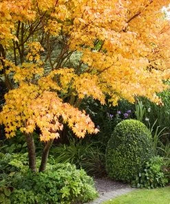 SN SHADE COLLECTION Maple - Japanese Sango Kaku