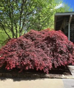 SN SHADE COLLECTION Maple - Japanese Tamukeyama