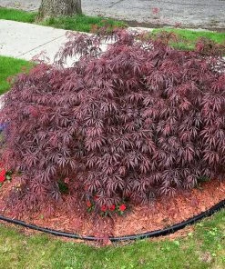 SN SHADE COLLECTION Maple - Japanese Tamukeyama