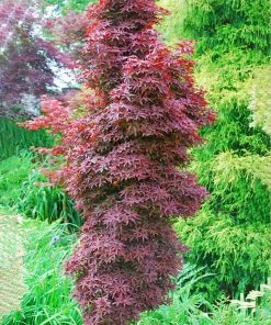 SN Maple - Japanese Twombly's Red Sentinel