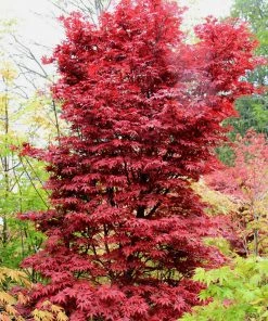 SN Maple - Japanese Twombly's Red Sentinel