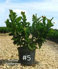 SN Magnolia - Ann (Japanese)