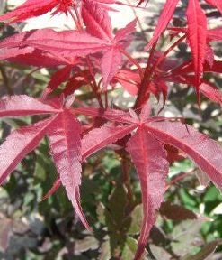 SN SHADE COLLECTION Maple - Japanese Red