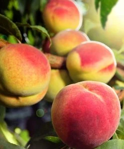 SN Peach Trees - July Prince