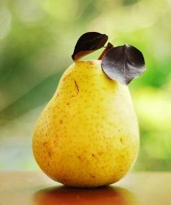 SN FRUIT COLLECTION Pear Trees - Kieffer