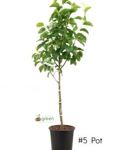 SN FRUIT COLLECTION Pear Trees - Kikusui