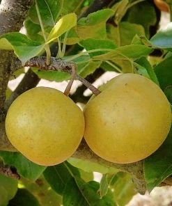 SN FRUIT COLLECTION Pear Trees - Kikusui