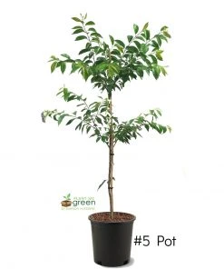 SN Cherry - Kwanzan (Flowering) FLOWERING COLLECTION