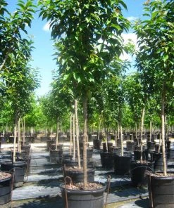 SN Cherry - Kwanzan (Flowering) FLOWERING COLLECTION