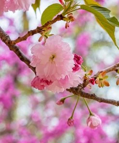 SN Cherry - Kwanzan (Flowering) FLOWERING COLLECTION