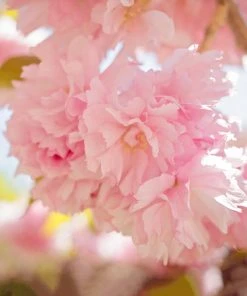 SN Cherry - Kwanzan (Flowering) FLOWERING COLLECTION