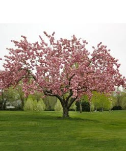 SN Cherry - Kwanzan (Flowering) FLOWERING COLLECTION