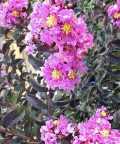SN FLOWERING COLLECTION Crape Myrtle - Black Diamond Lavender Lace