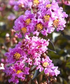 SN FLOWERING COLLECTION Crape Myrtle - Black Diamond Lavender Lace