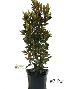 SN Magnolia - Little Gem (Southern)