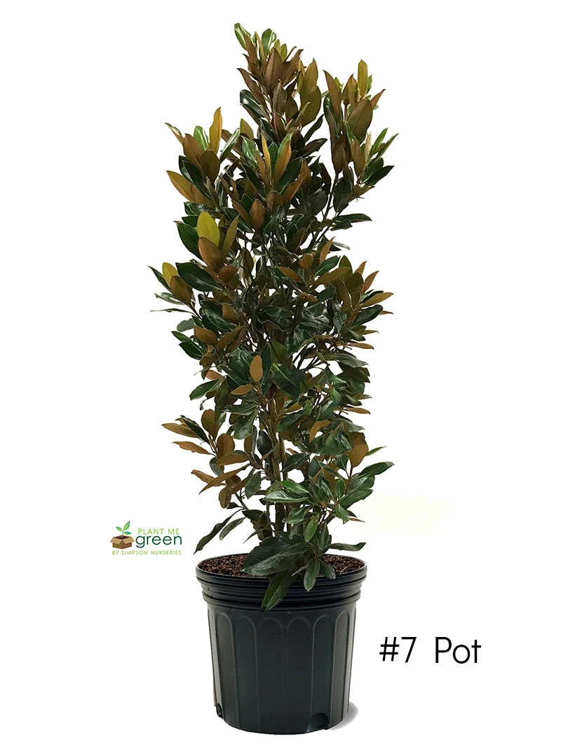 SN Magnolia - Little Gem (Southern)