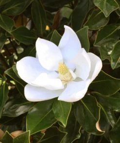 SN Magnolia - Little Gem (Southern)