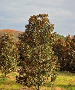 SN Magnolia - Little Gem (Southern)