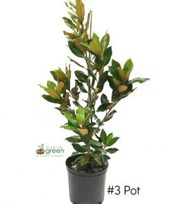 SN Magnolia - Little Gem (Southern)