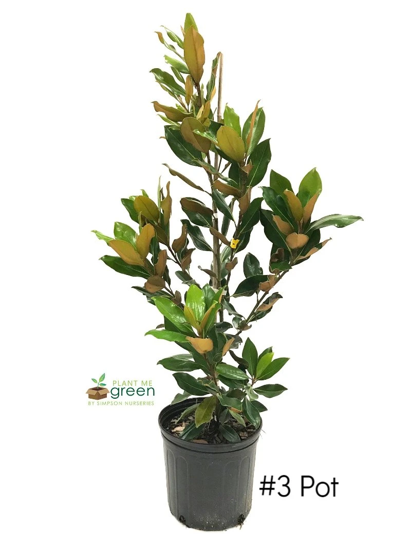 SN Magnolia - Little Gem (Southern)