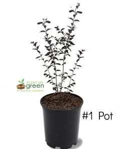 Plant Me Green Crape Myrtle - First EditionsĀ® Lunar MagicĀ®