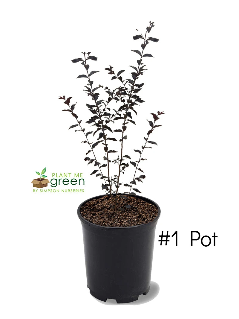 Plant Me Green Crape Myrtle - First EditionsĀ® Lunar MagicĀ®
