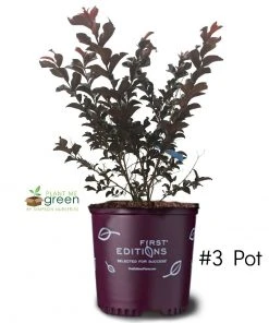 Plant Me Green Crape Myrtle - First EditionsĀ® Lunar MagicĀ®