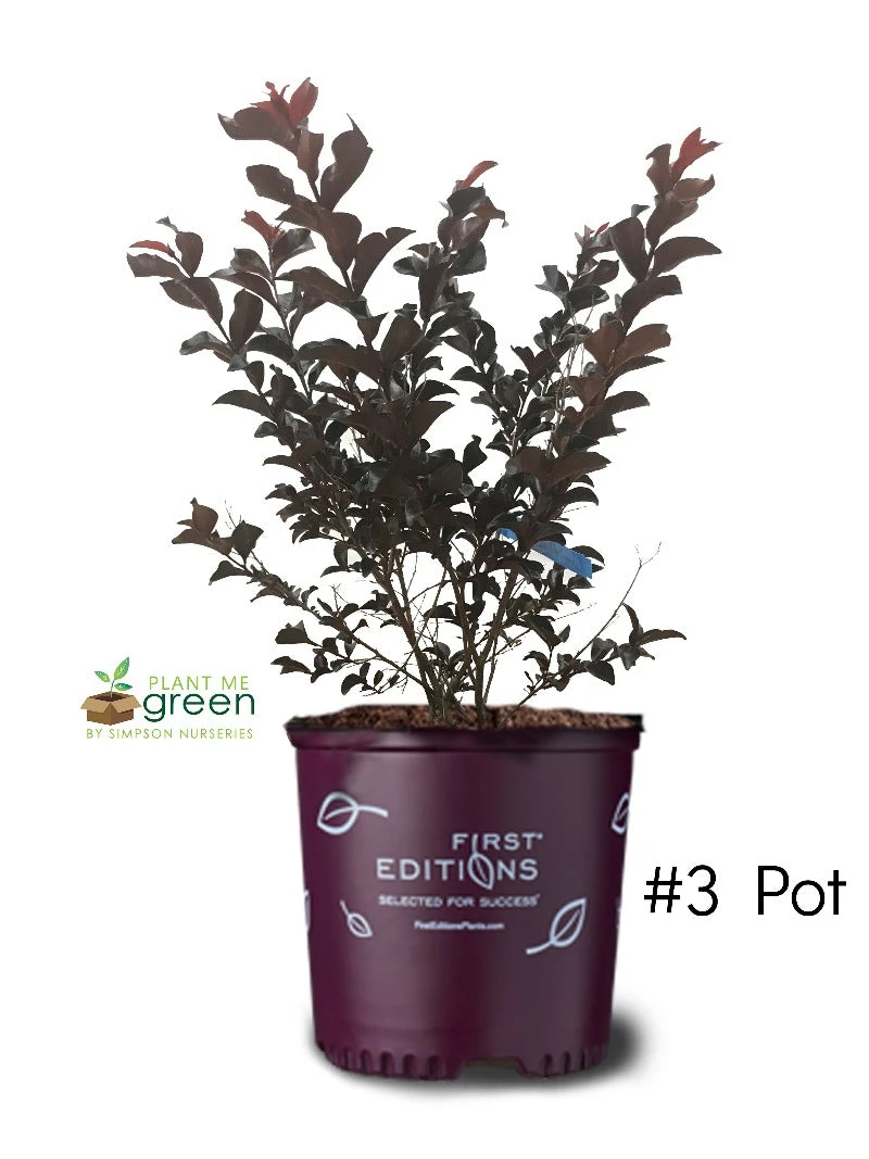 Plant Me Green Crape Myrtle - First EditionsĀ® Lunar MagicĀ®