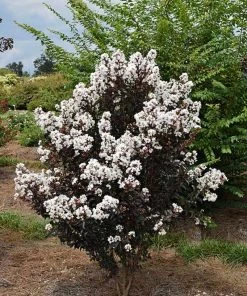 Plant Me Green Crape Myrtle - First EditionsĀ® Lunar MagicĀ®