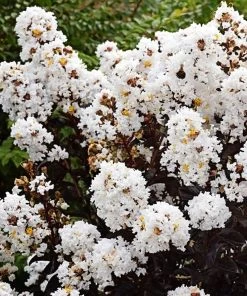 Plant Me Green Crape Myrtle - First Editions® Lunar Magic®