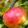 SN Apple Trees - McIntosh FRUIT COLLECTION