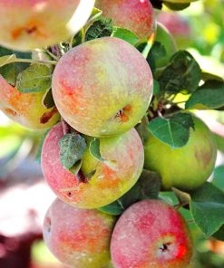SN Apple Trees - McIntosh FRUIT COLLECTION