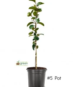 SN FRUIT COLLECTION Persimmon Trees - Maekawa Jiro (Non-Astringent)