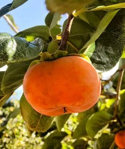 SN FRUIT COLLECTION Persimmon Trees - Maekawa Jiro (Non-Astringent)