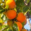 SN FRUIT COLLECTION Persimmon Trees - Maekawa Jiro (Non-Astringent)