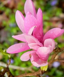 SN Magnolia - Jane (Japanese)