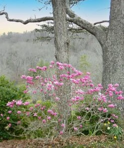 SN Magnolia - Jane (Japanese)