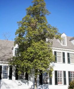 Plant Me Green Magnolia - Sweetbay